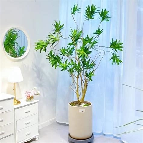 文昌位植物|3种“旺文昌”植物，养护有技巧，各有特色，你喜欢哪种？